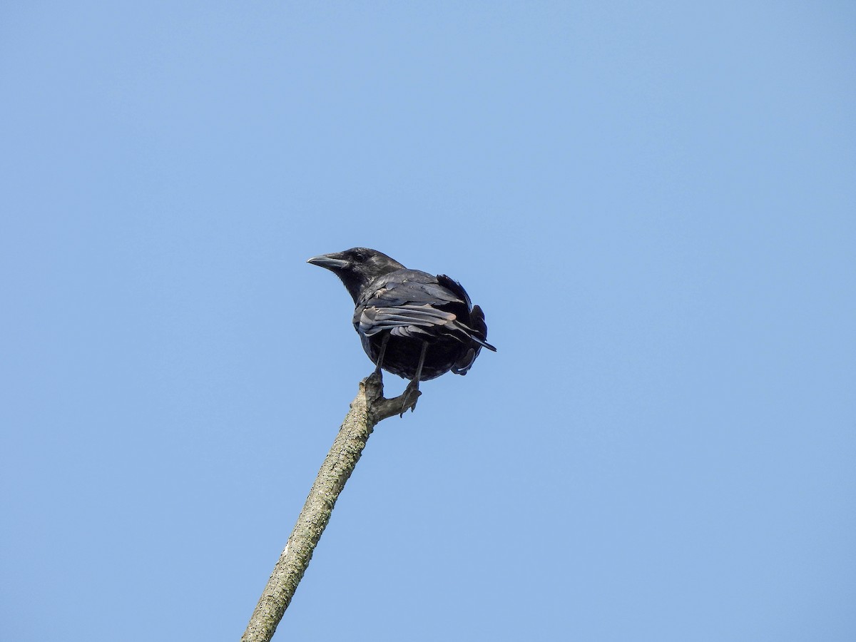 American Crow - ML638095607
