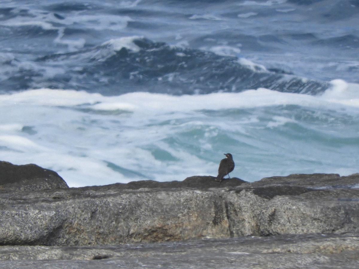 Seaside Cinclodes - ML638095618