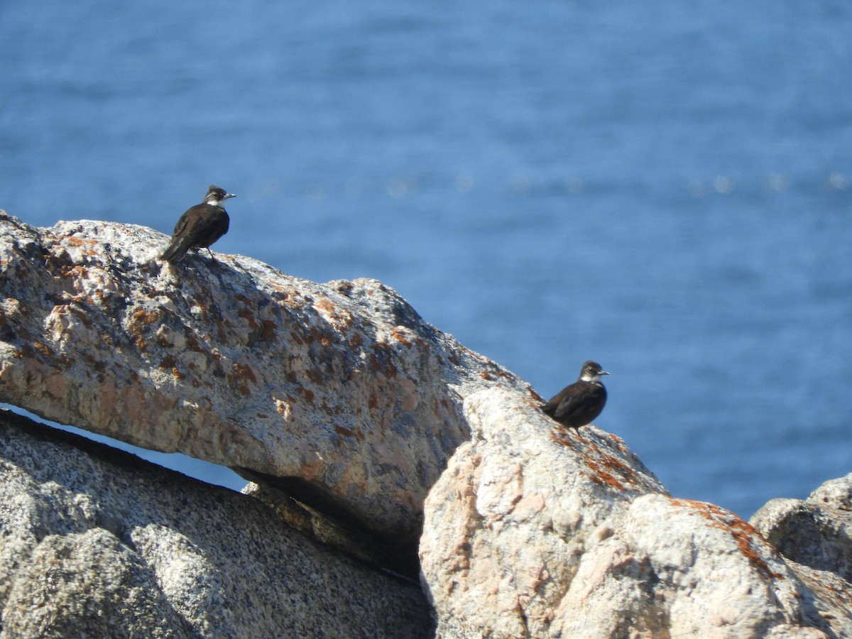 Seaside Cinclodes - ML638095619