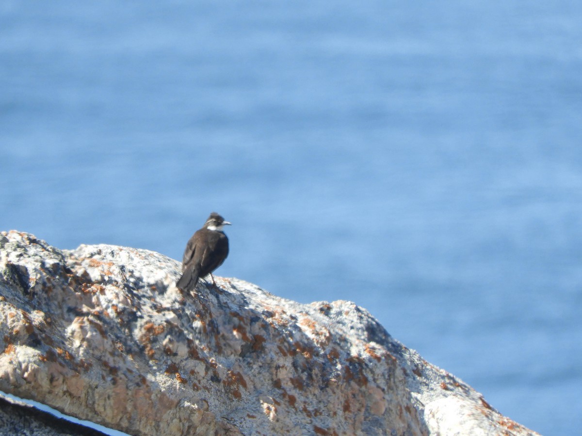 Seaside Cinclodes - ML638095620