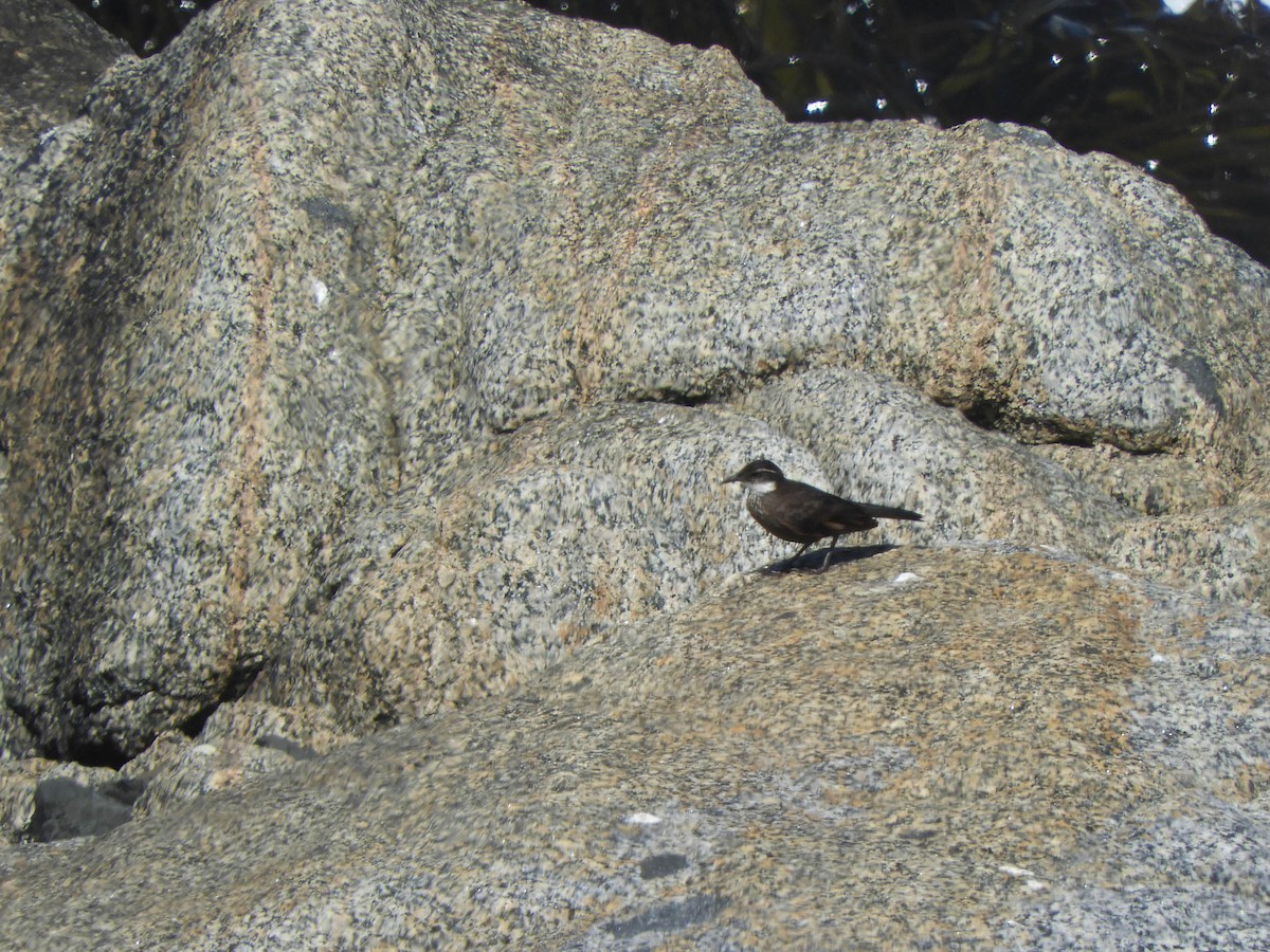Seaside Cinclodes - ML638095625