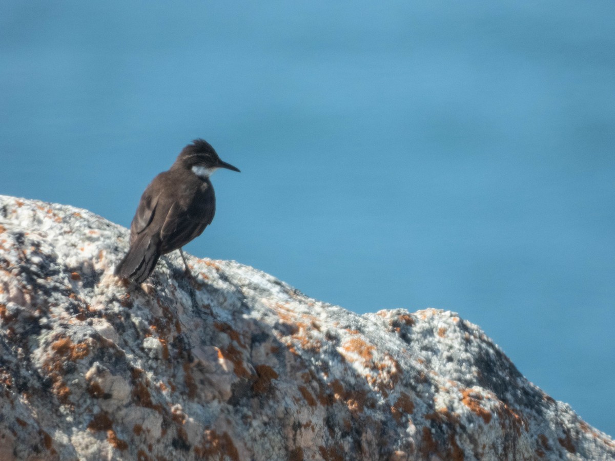 Seaside Cinclodes - ML638095627
