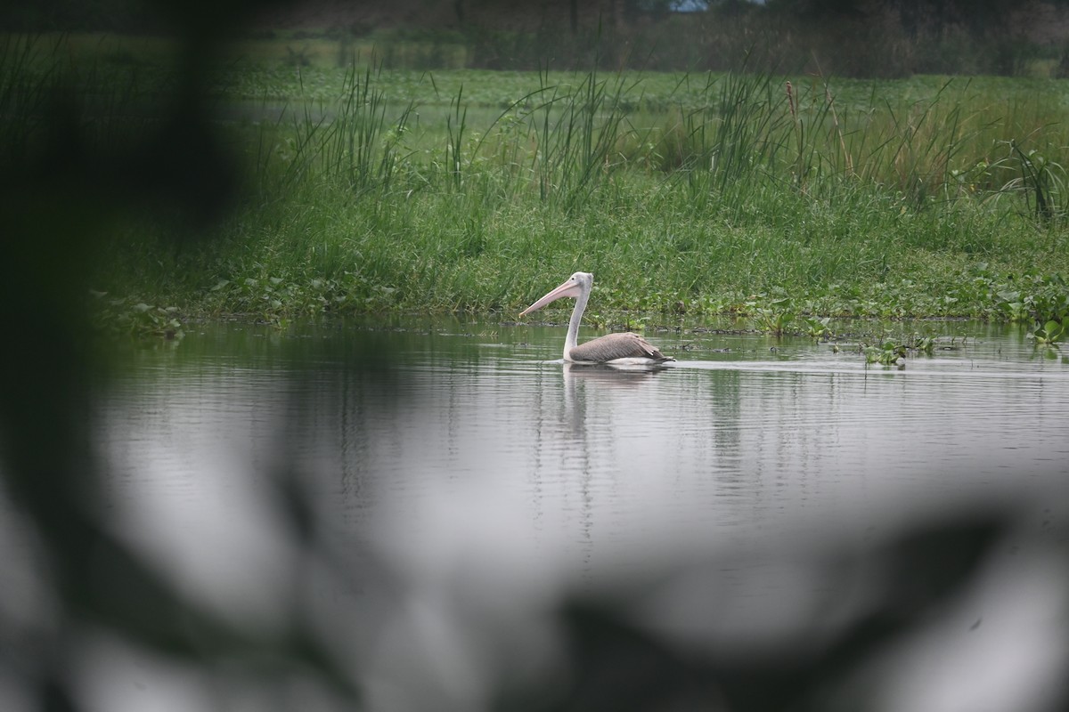 Spot-billed Pelican - ML638095654