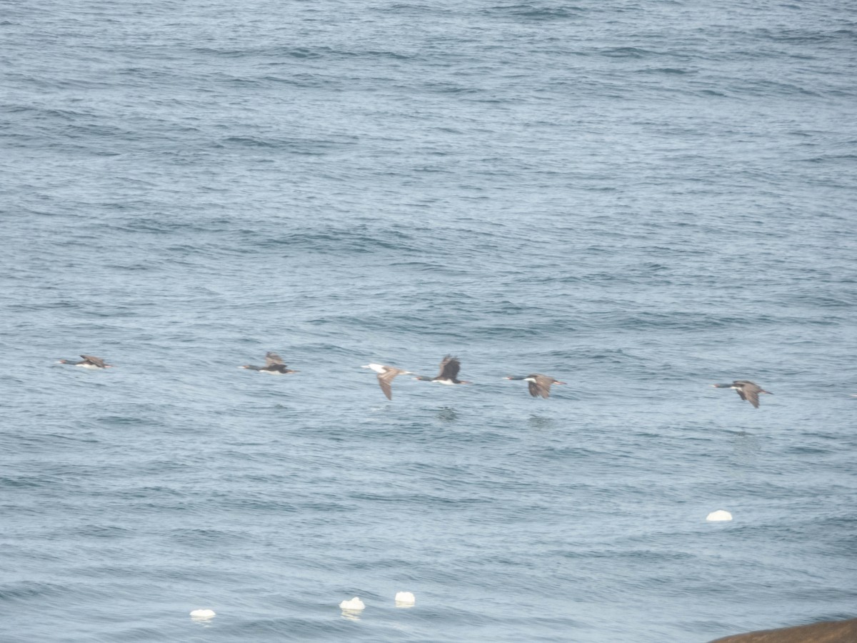 Guanay Cormorant - ML638095672