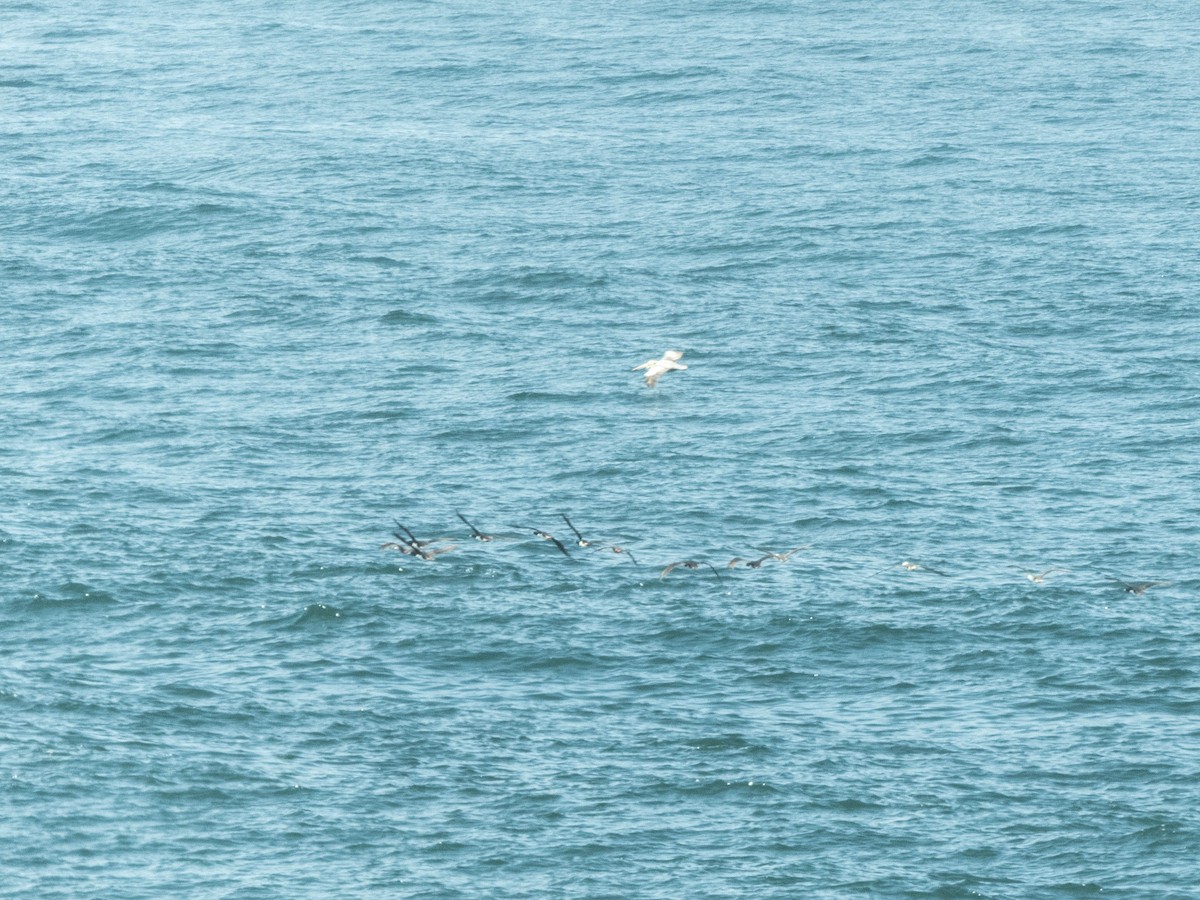 Guanay Cormorant - ML638095673