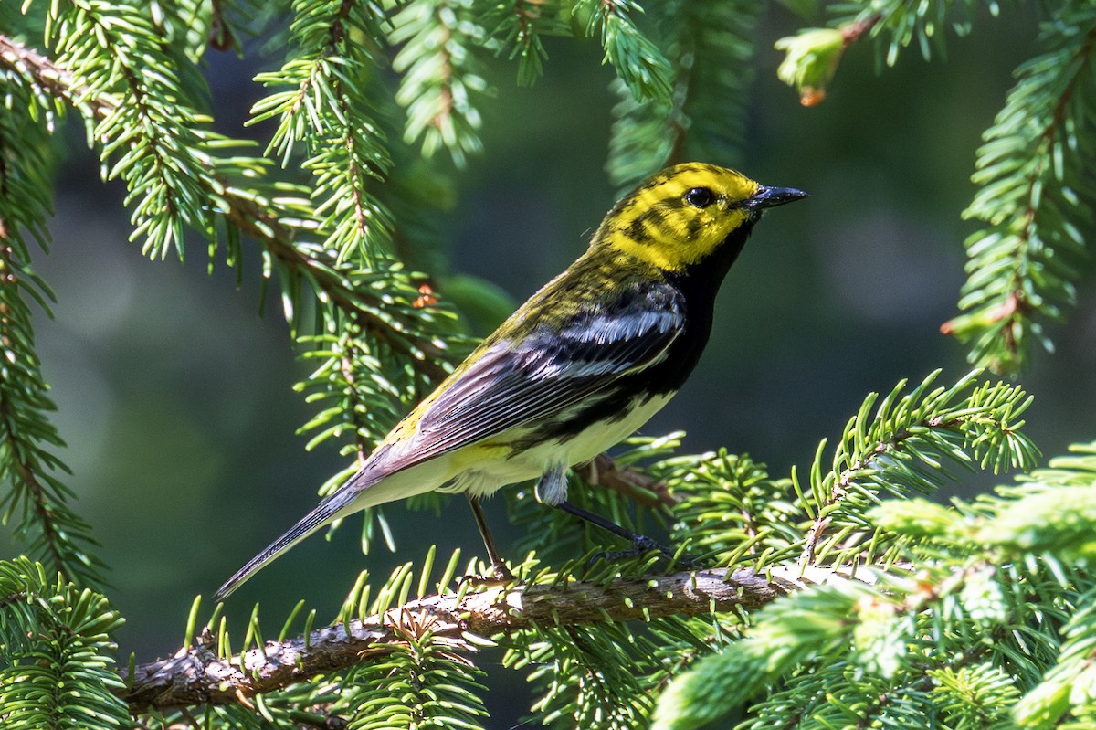 Black-throated Green Warbler - ML638095680