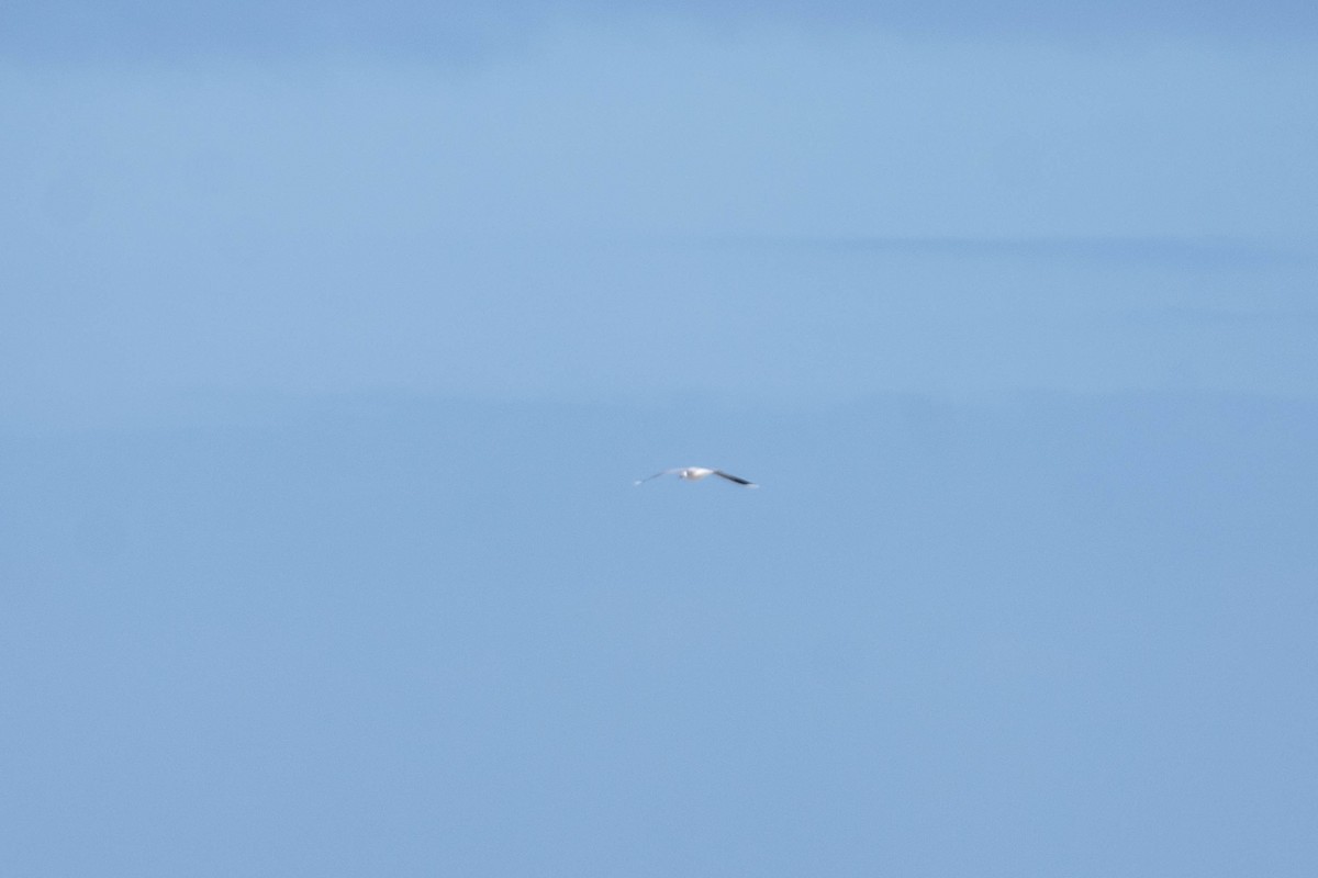 Gray Gull - ML638095683