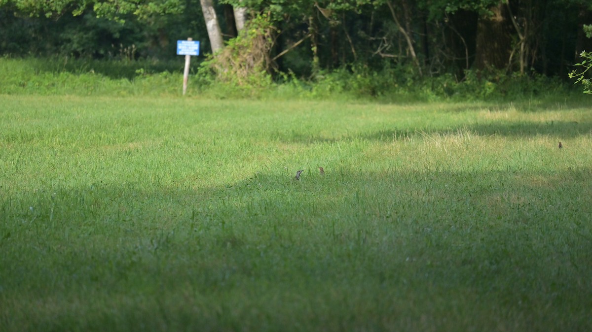 Eurasian Green Woodpecker - ML638095686