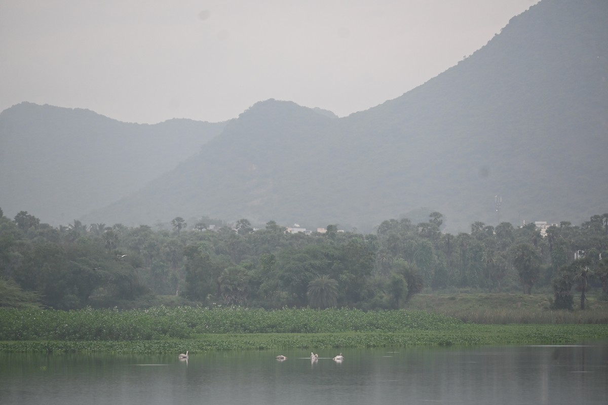 Spot-billed Pelican - ML638095689