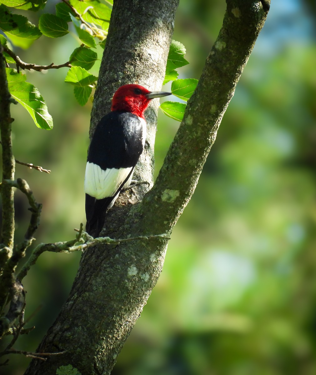 Red-headed Woodpecker - ML638095696