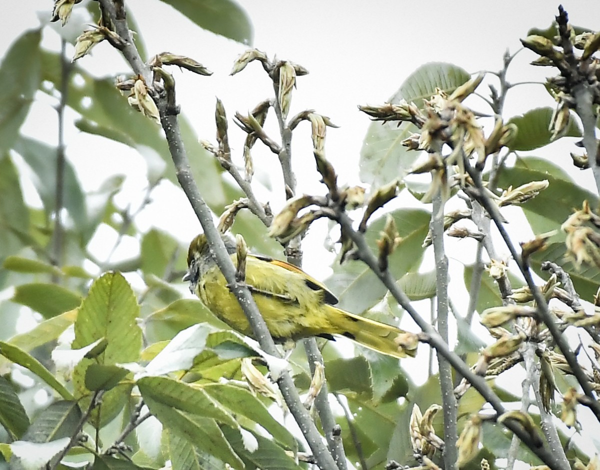 Chestnut-tailed Minla - ML638095703