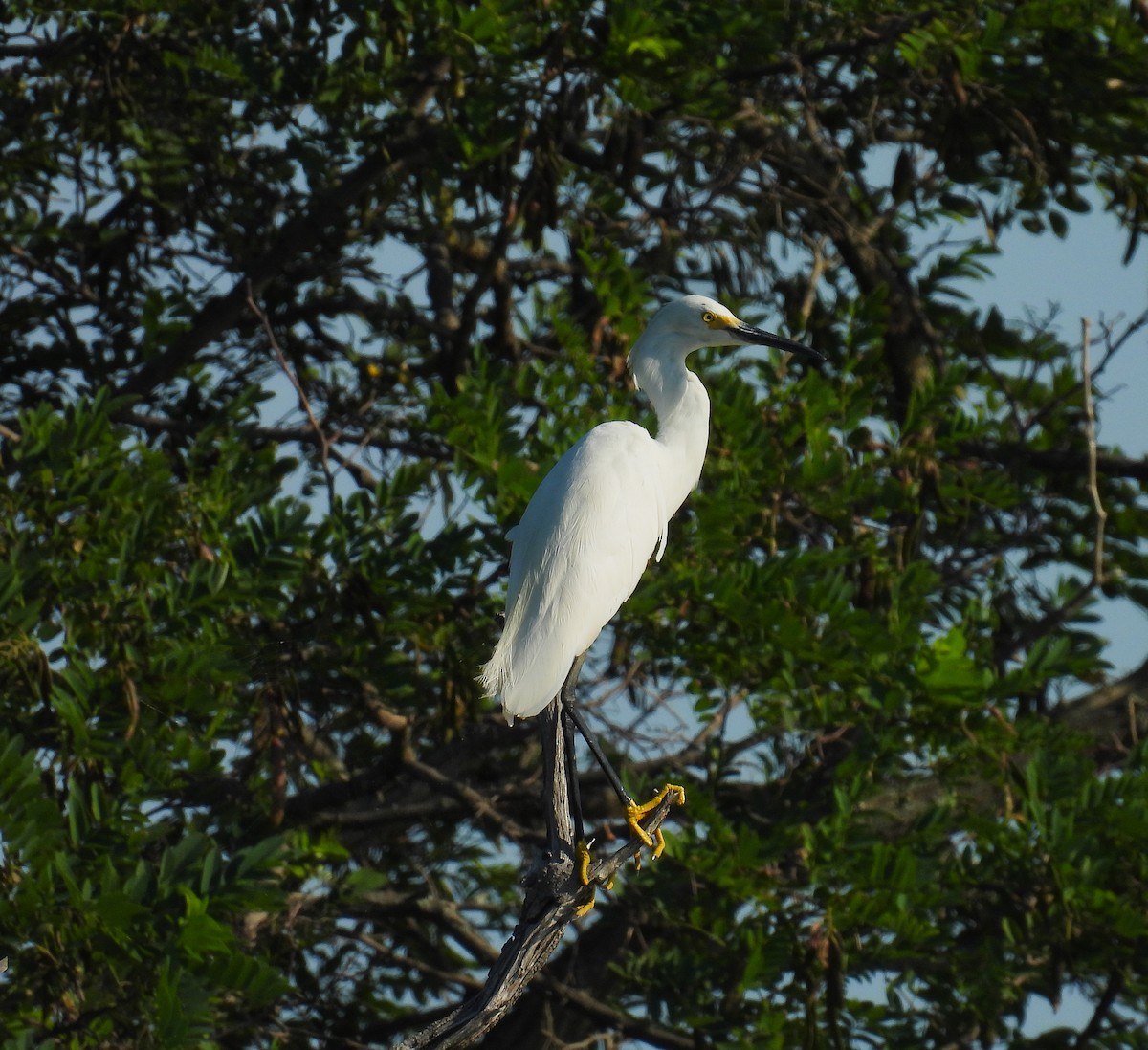 Snowy Egret - ML638095719