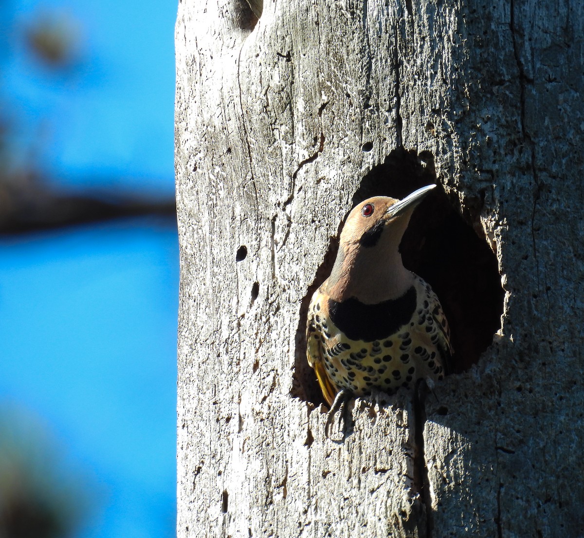 Northern Flicker - ML638095723