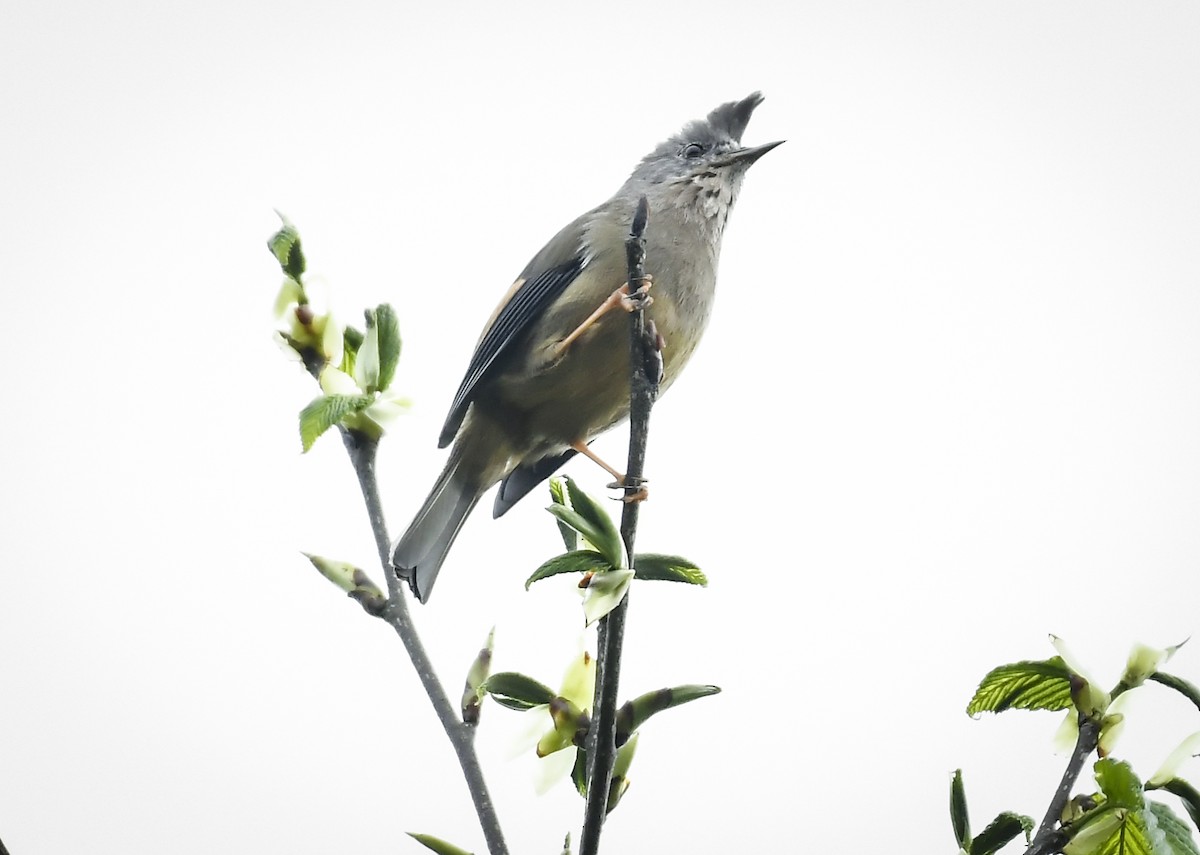 Stripe-throated Yuhina - ML638095746