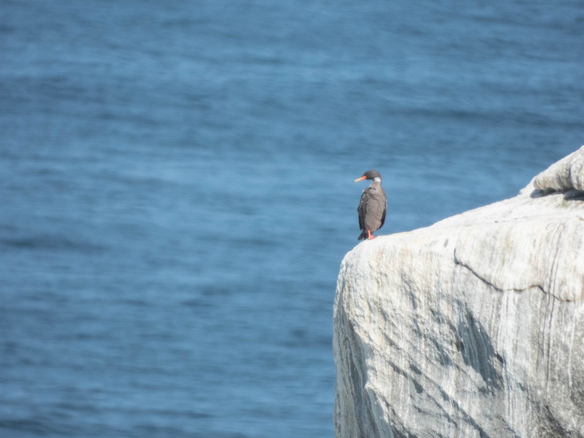 Red-legged Cormorant - ML638095799