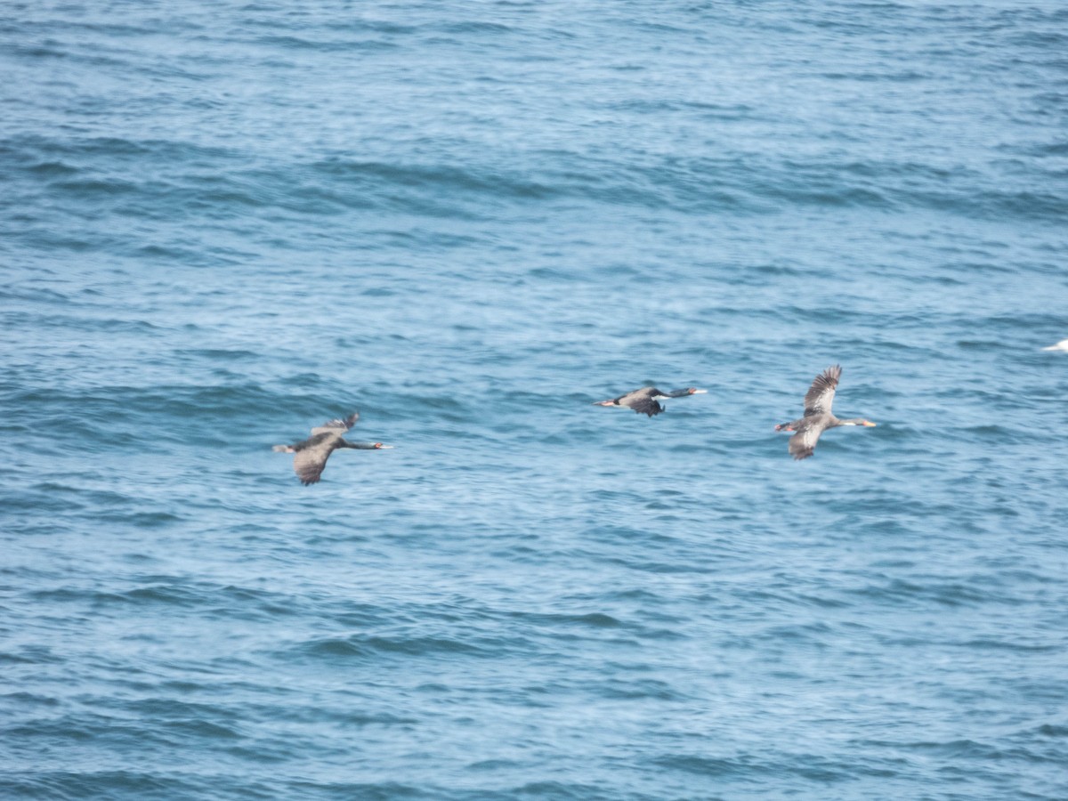 Red-legged Cormorant - ML638095800