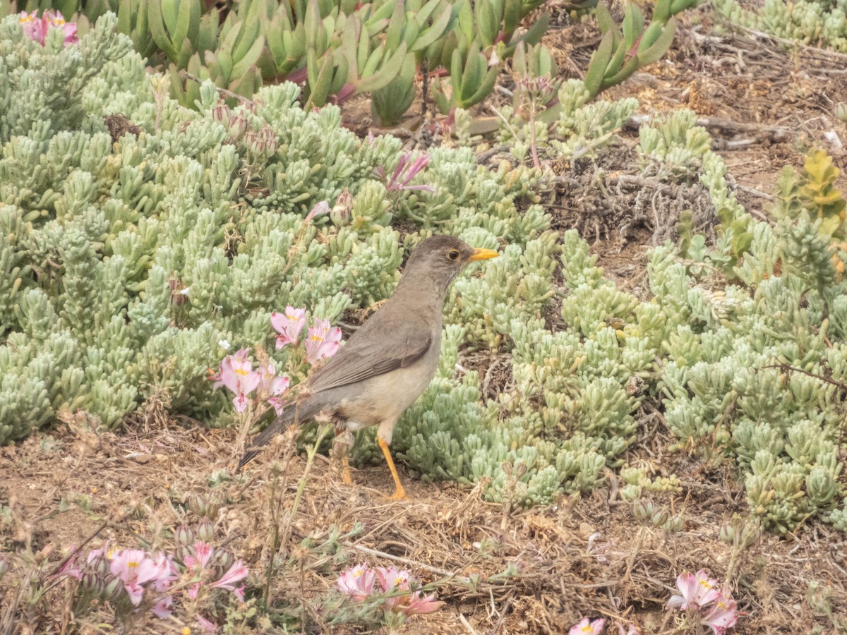 Austral Thrush - ML638095833