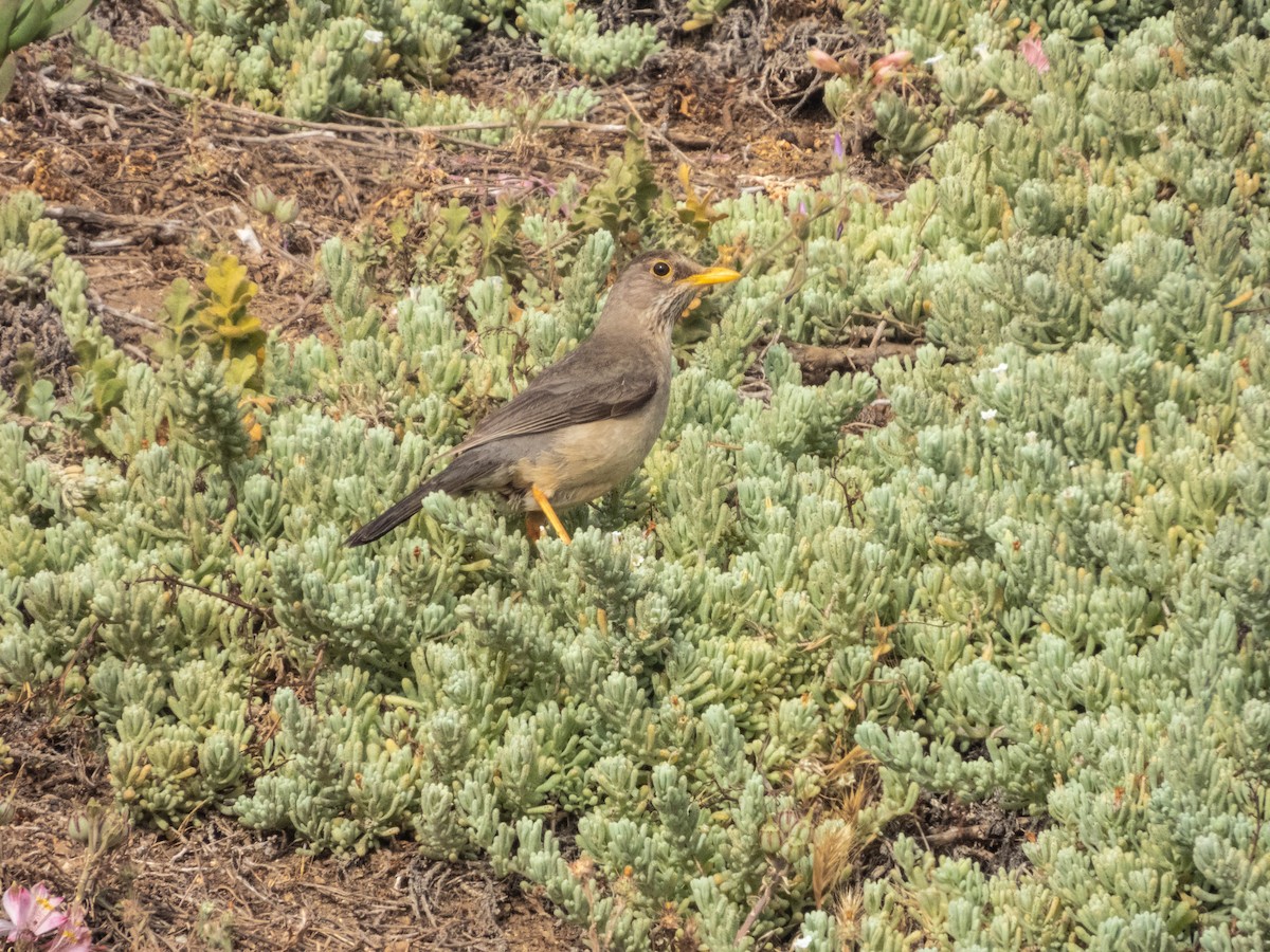 Austral Thrush - ML638095834