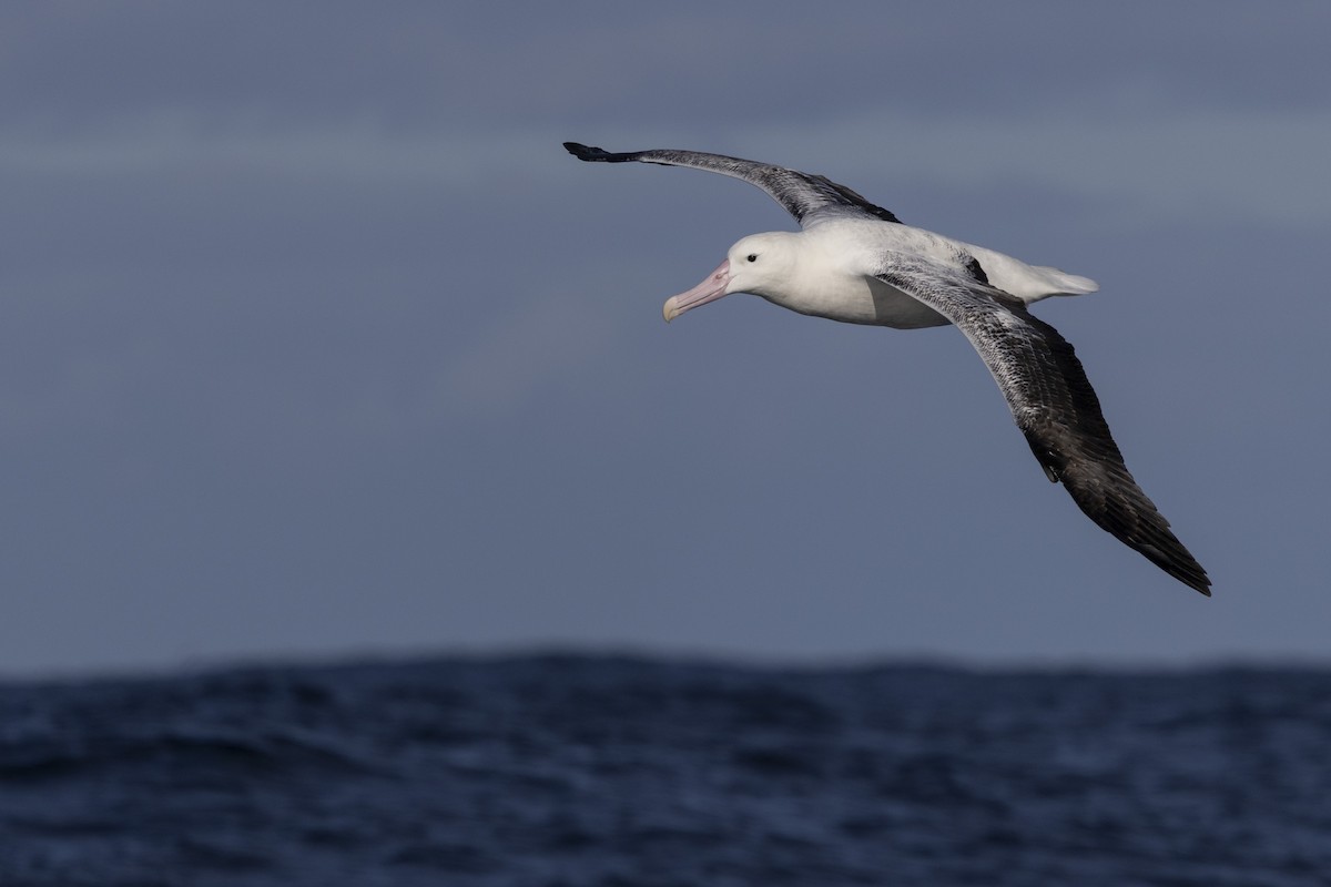 Southern Royal Albatross - ML638095865