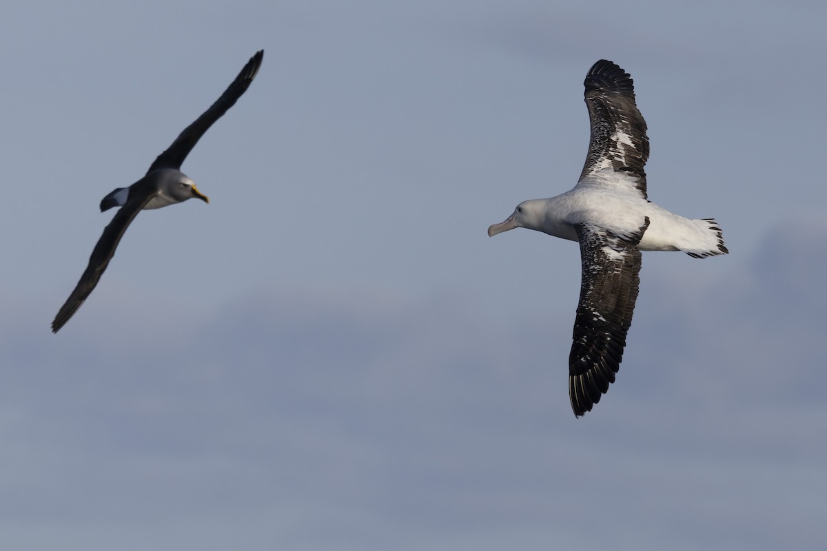 albatros jižní (ssp. gibsoni) - ML638095869