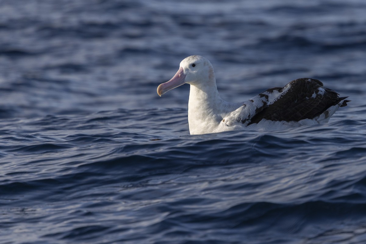 Albatros Viajero/de Tristán de Acuña/de las Antípodas - ML638095872