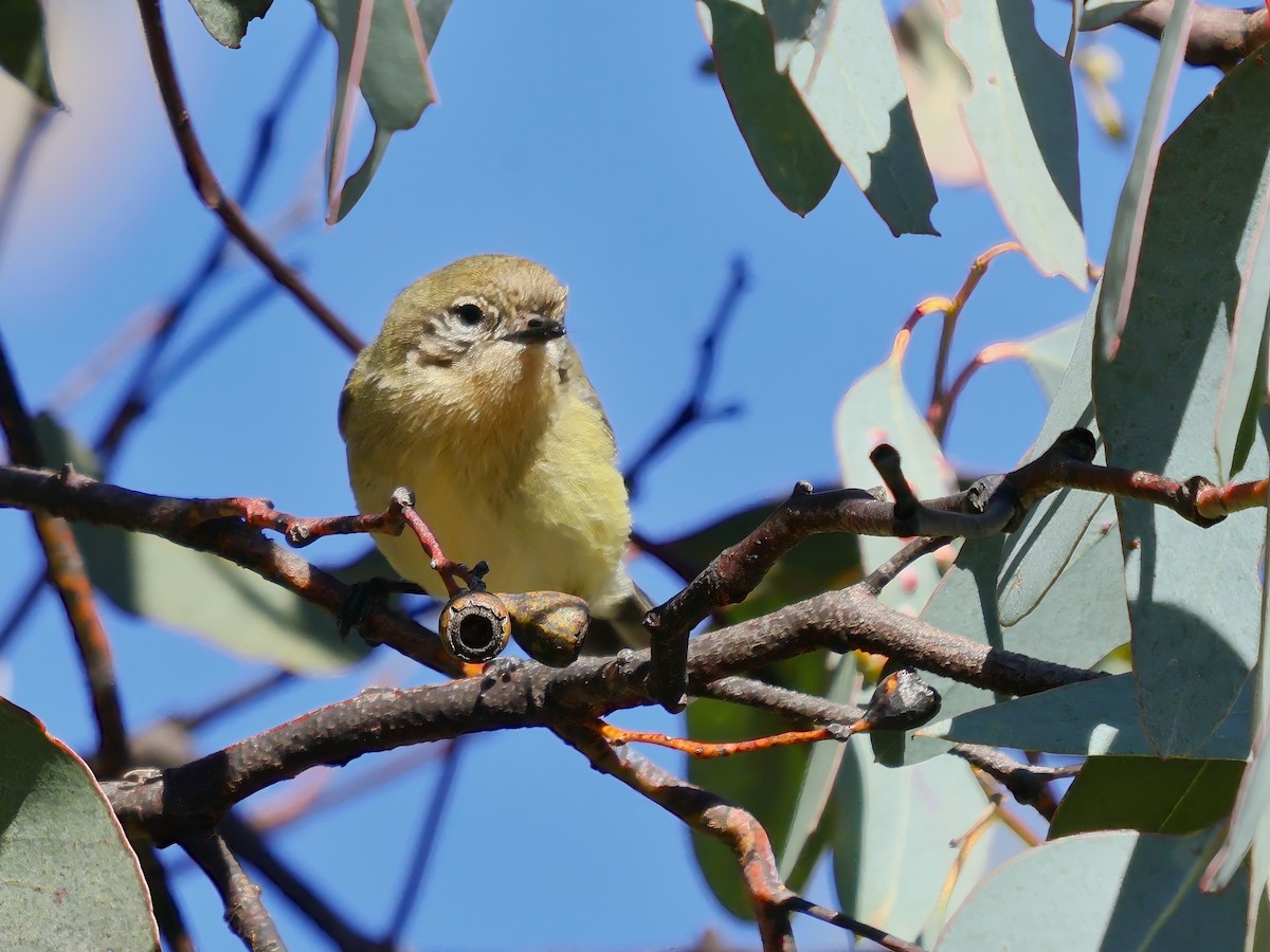 Yellow Thornbill - ML638095873