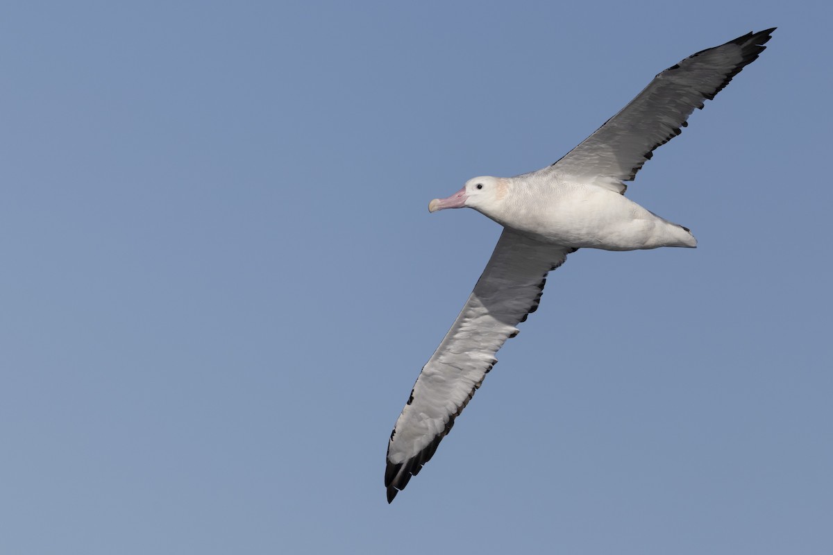 albatros jižní (ssp. gibsoni) - ML638095874