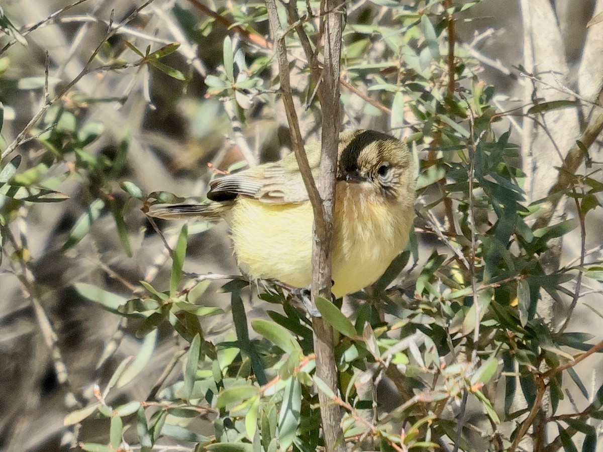 Yellow Thornbill - ML638095888