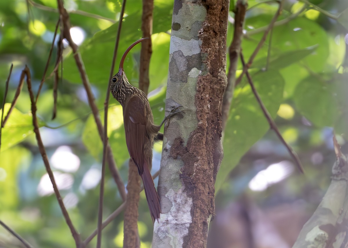 Tapajos Scythebill (Rondonia) - ML638095919