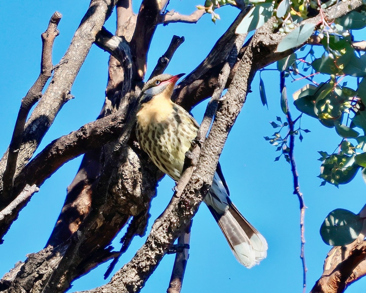Spiny-cheeked Honeyeater - ML638095932