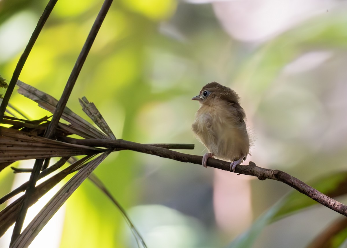 Fuchsscheitelvireo - ML638095933
