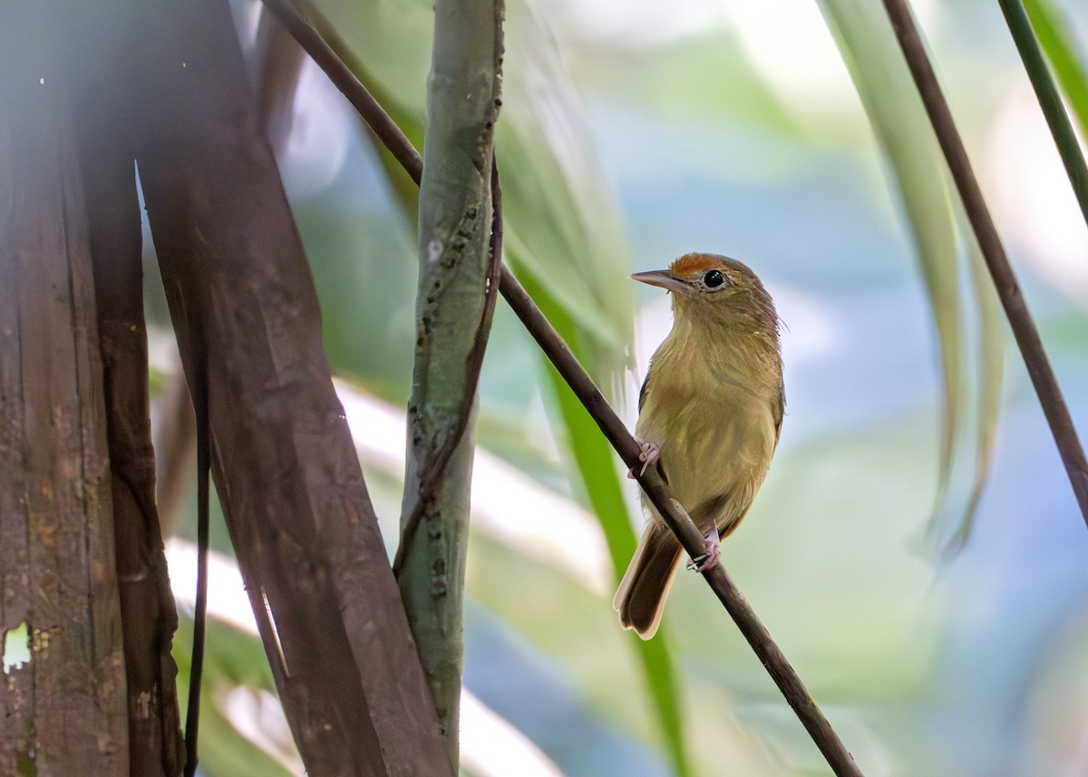 Fuchsscheitelvireo - ML638095934