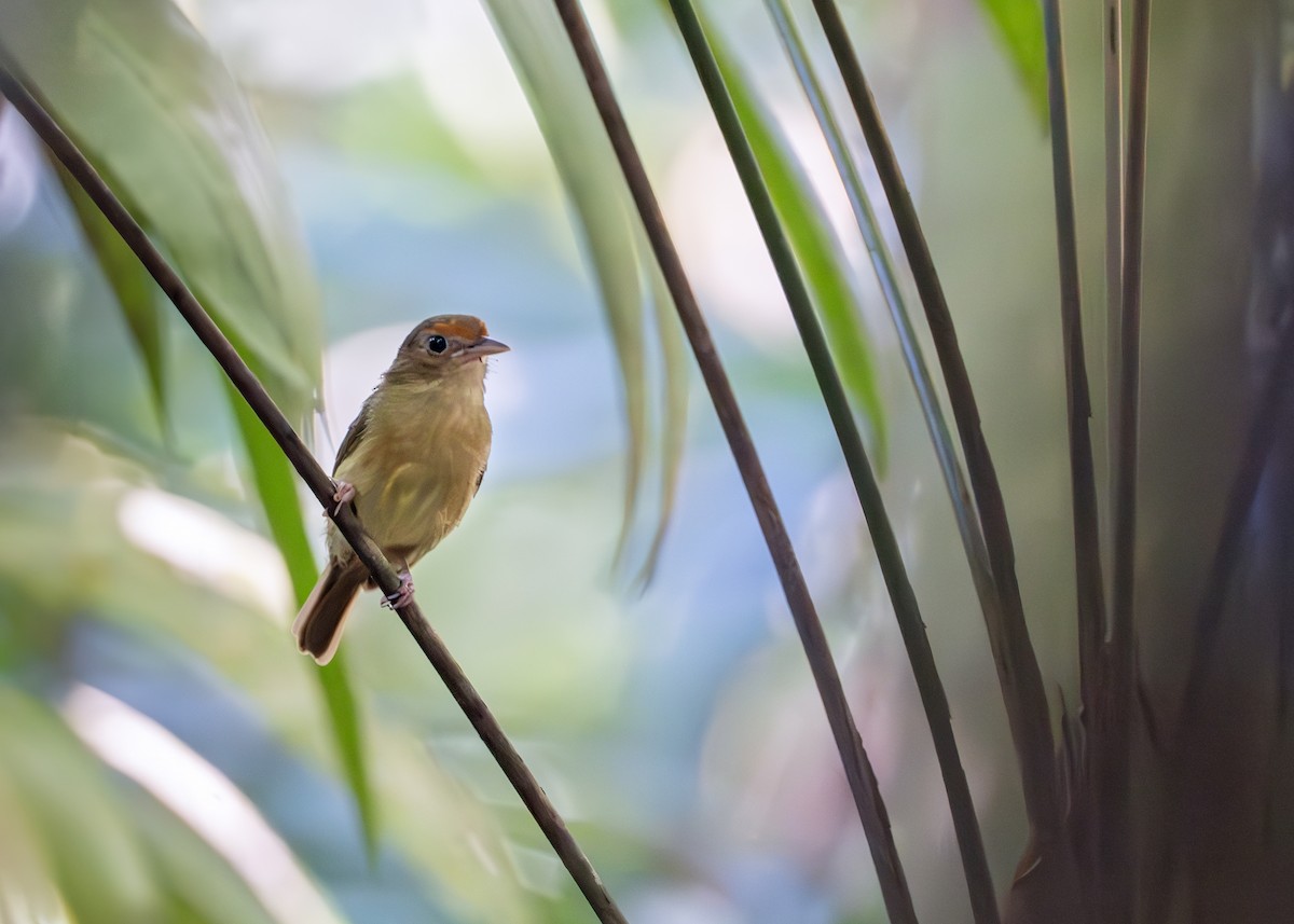 Fuchsscheitelvireo - ML638095935