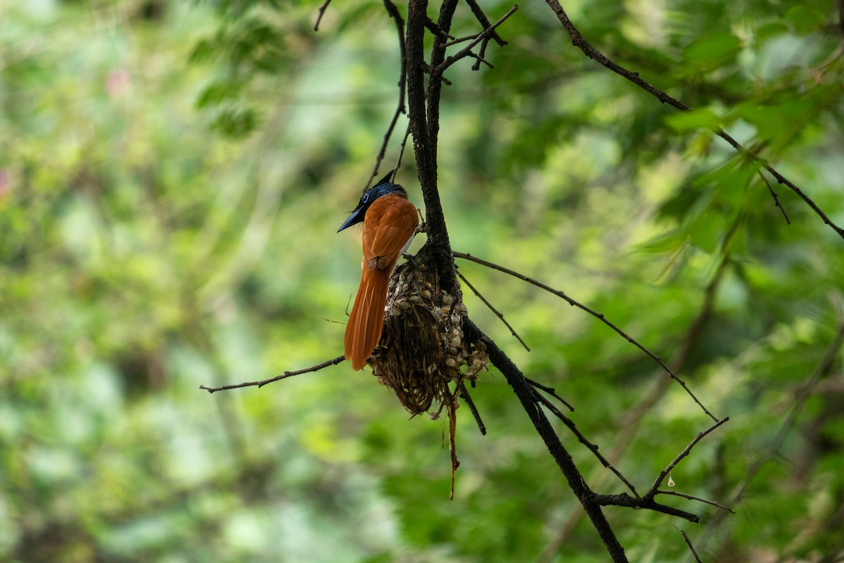 Indian Paradise-Flycatcher - ML638095964