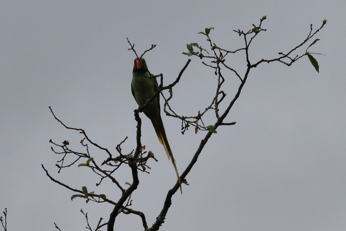 Slaty-headed Parakeet - ML638095972