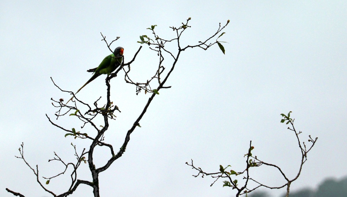 Slaty-headed Parakeet - ML638095973
