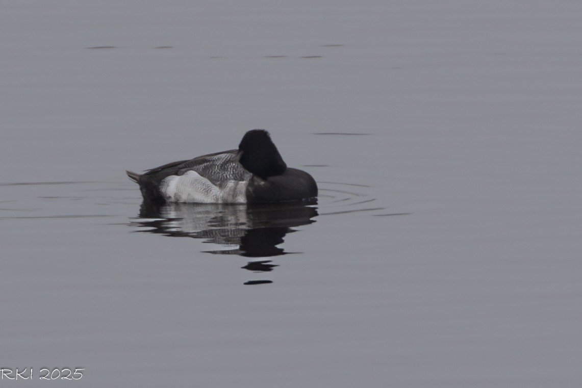 Lesser Scaup - ML638095991