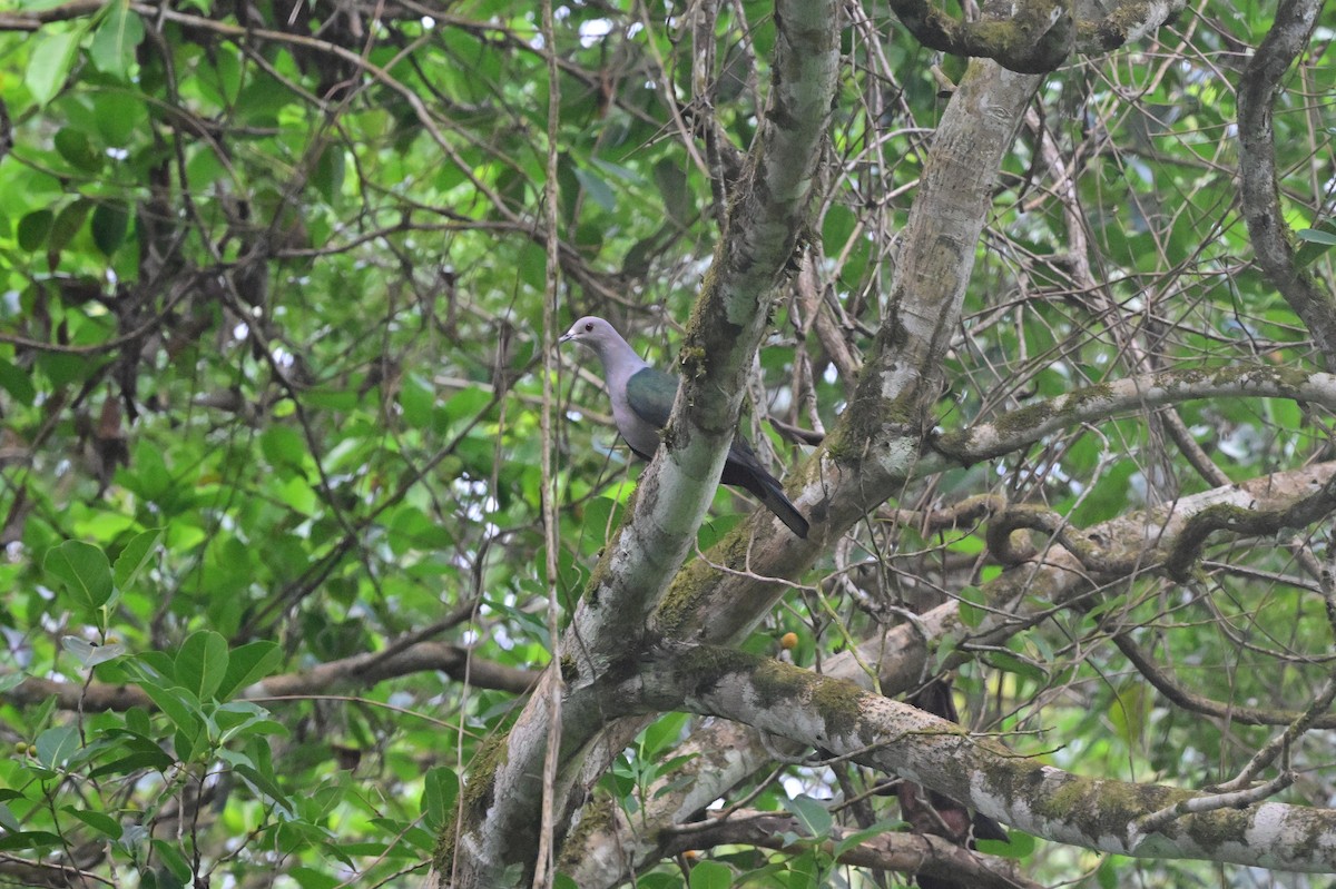Green Imperial-Pigeon - ML638095993
