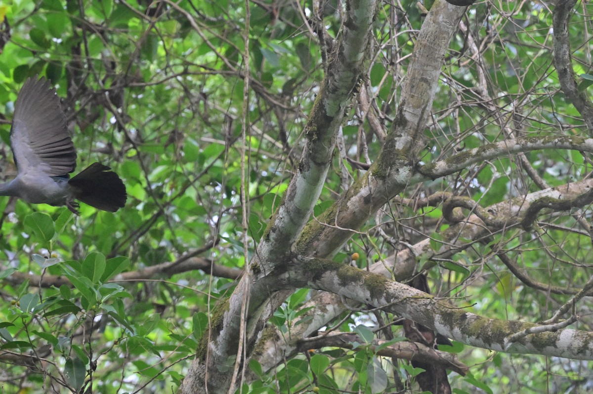 Green Imperial-Pigeon - ML638095994