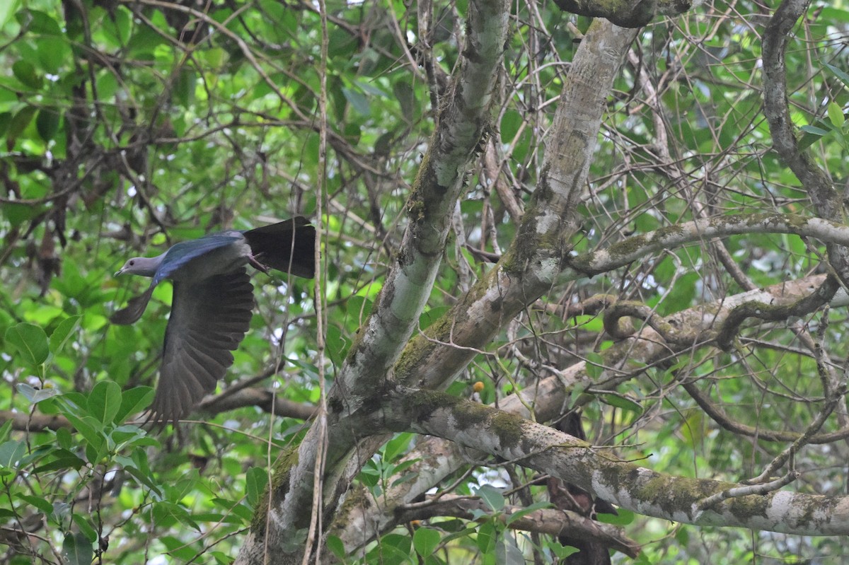 Green Imperial-Pigeon - ML638095996