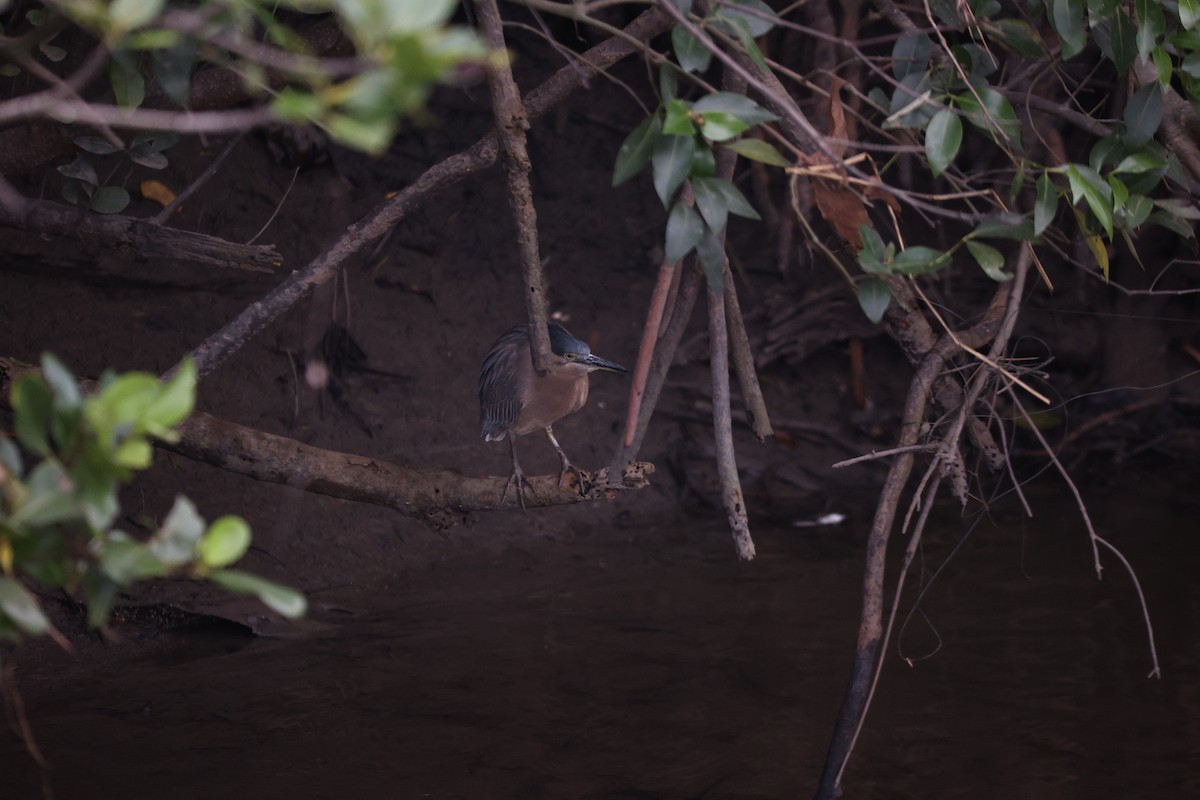 Little Heron - ML638096007