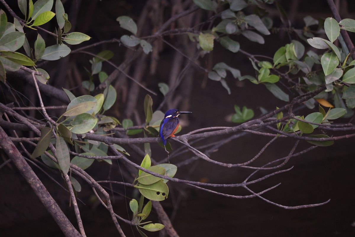 Azure Kingfisher - ML638096013