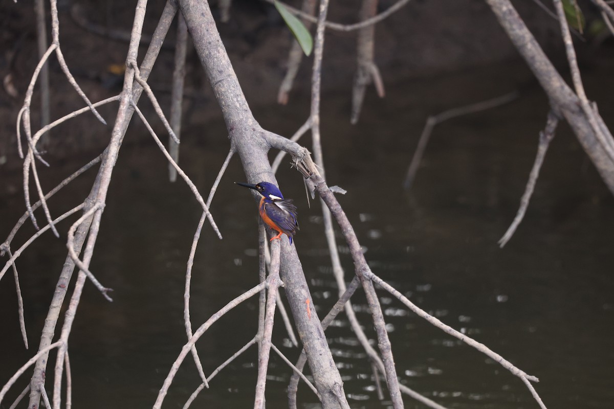 Azure Kingfisher - ML638096015