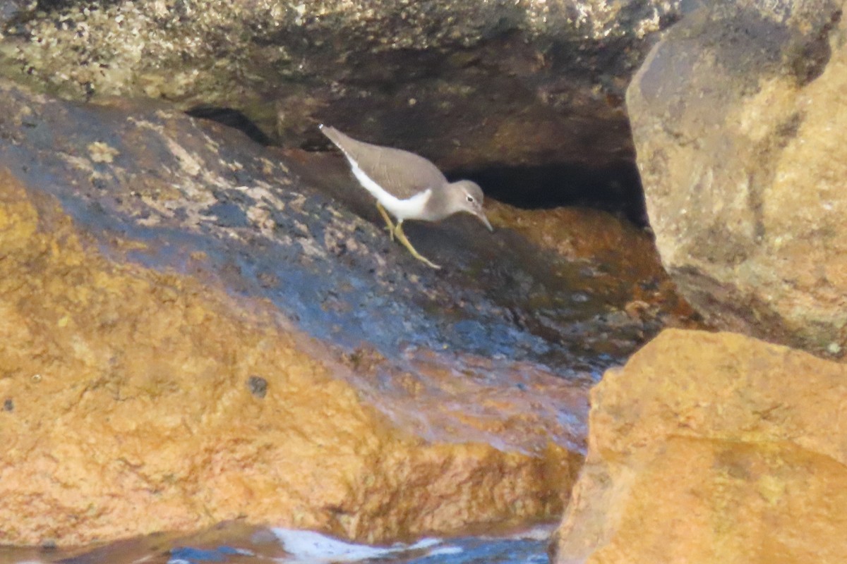 Spotted Sandpiper - ML638096022