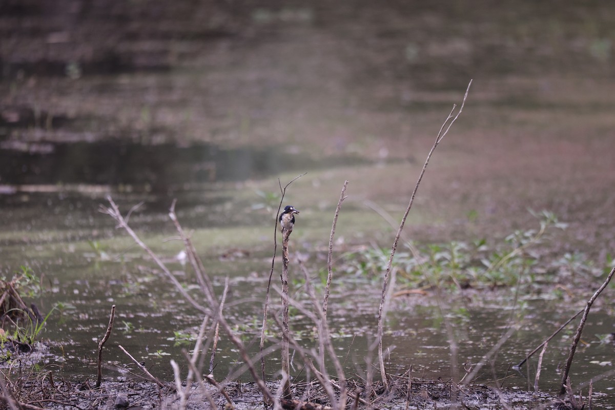 Little Kingfisher - ML638096029