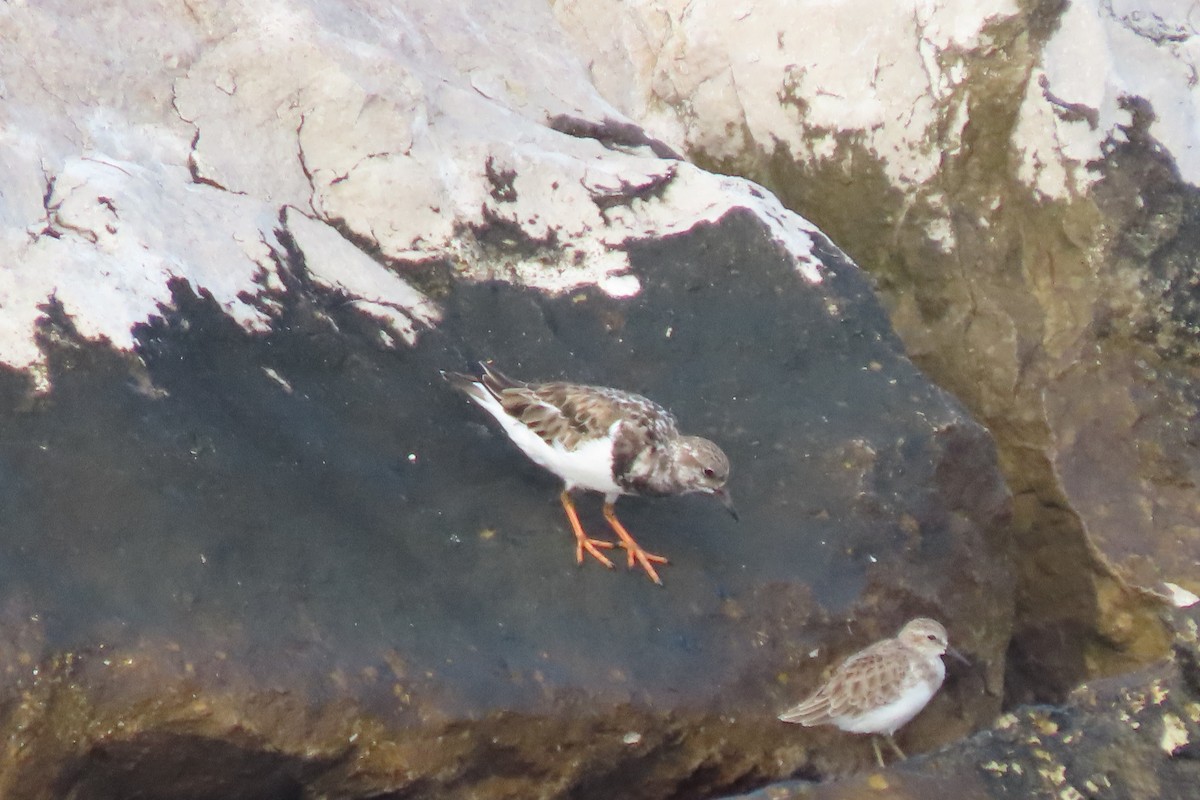 Ruddy Turnstone - ML638096039