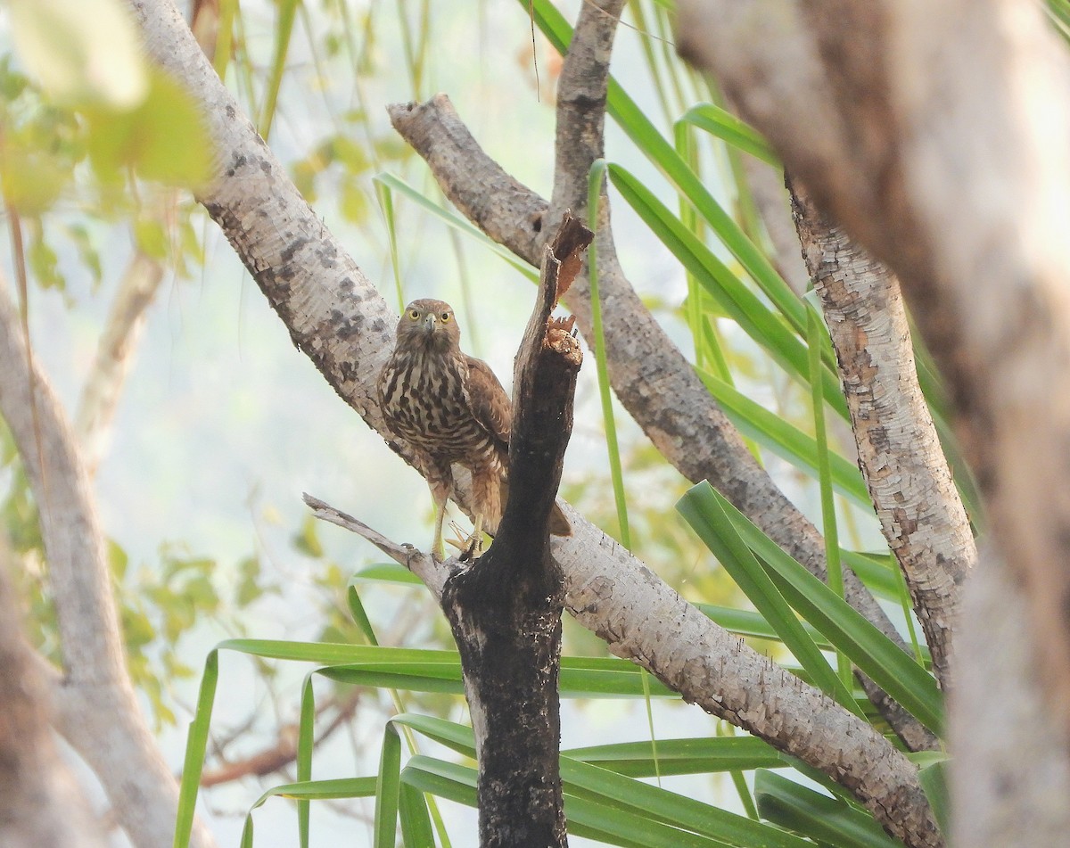 Collared Sparrowhawk - ML638096048