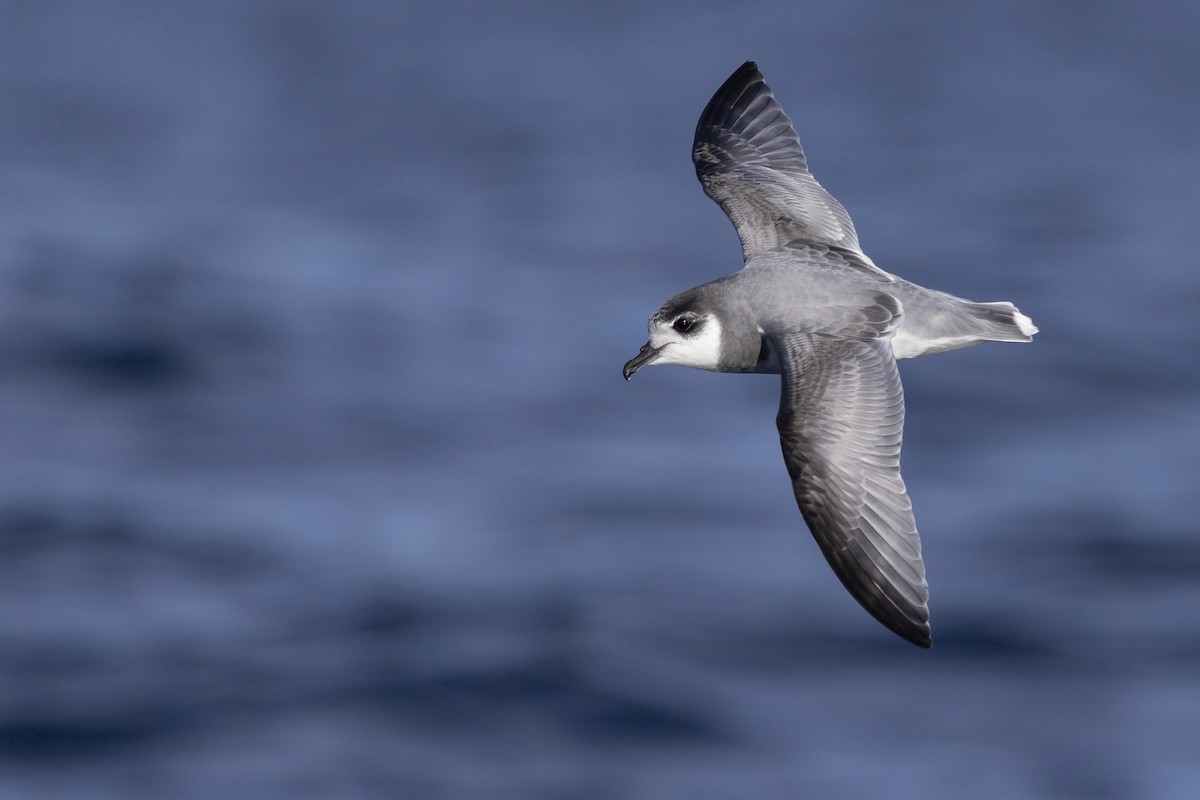 Blausturmvogel - ML638096049