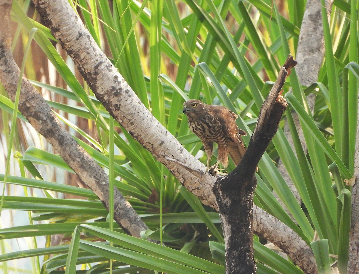 Collared Sparrowhawk - ML638096051