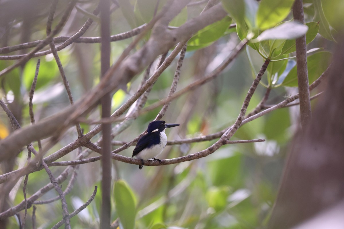 Little Kingfisher - ML638096052
